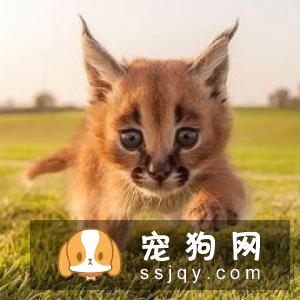 汪星人的胡须，你知道有何用处吗？