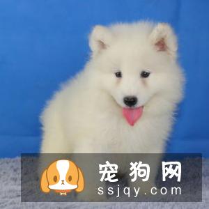 迷你雪纳瑞多少钱一只？迷你雪纳瑞好养吗_能长多大|粘人吗