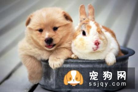 买宠物狗必看：500元和50000元的狗狗有啥区别？