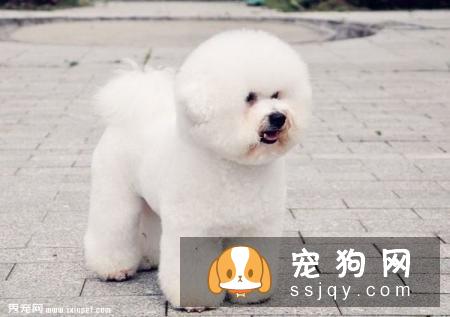 喂养狗狗的禁忌