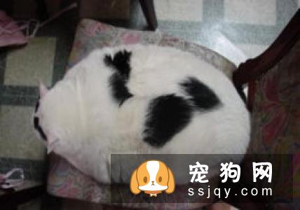 五种行为教你怎么看出狗狗内心活动！
