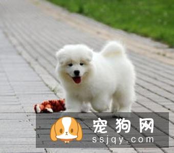 【格力犬】格力犬市场价及饲养方法_图片|价格|训练