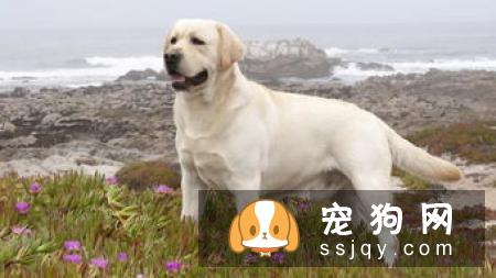 训练阿拉斯加幼犬的方法是什么？