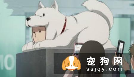 柴犬的叫声越来越像狼叫 学狼叫的原因有以下几种