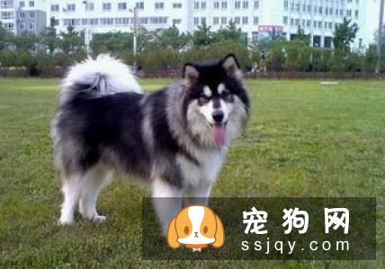 柴犬尾巴怎样卷 卷尾大体可以分为以下两种