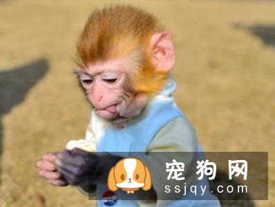 【格力犬】格力犬市场价及饲养方法_图片|价格|训练