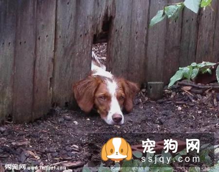 如果你不想让狗狗得“皮肤病”受罪，最好打开这篇文章！