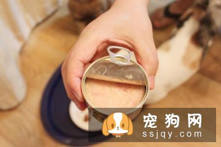 宠物泪痕产生的原因及解决办法