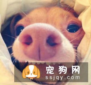 寻血猎犬好养吗?寻血猎犬图片|价格|训练|智商