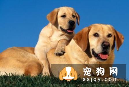 【土佐犬】土佐犬多少钱,好养吗?土佐犬图片|价格|训练