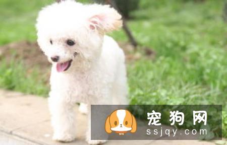 狗狗拉肚子别不当回事，有可能是感染细小病毒了