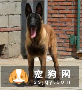 怎么照顾刚买到的幼犬？