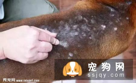 如果你不想让狗狗得“皮肤病”受罪，最好打开这篇文章！