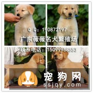 金毛寻回犬好养吗?金毛寻回犬图片|价格|训练