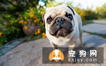 小金毛什么时候剪毛 剪毛的时候需要注意哪些