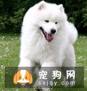 连养狗老手都未必清楚的五个常识问题