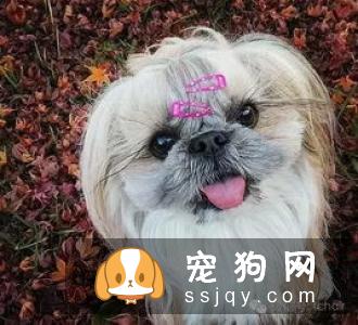 北京犬多少钱?北京犬的历史背景_训练