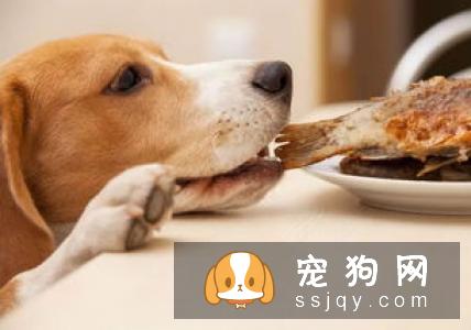 宠物的健康从健康饮食开始
