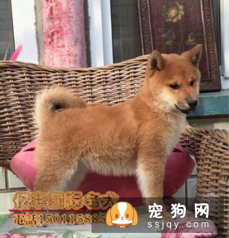 柴犬多少钱一只，好养吗？