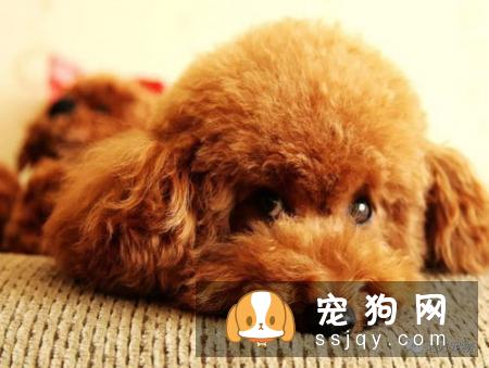 【圣伯纳犬】圣伯纳犬的外形特征和饲养方法