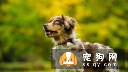 狗狗受凉拉肚子表现以及预防