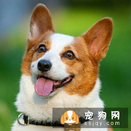 【下司犬】下司犬多少钱,好养吗?下司犬图片|价格|训练
