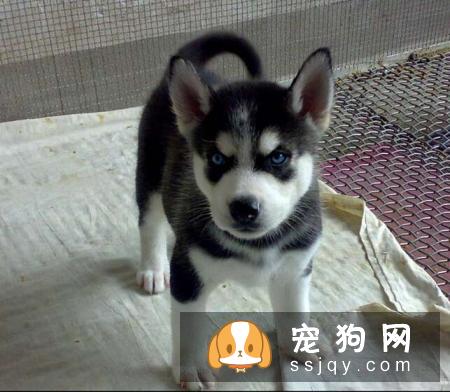【幼犬挑选方法】阿拉斯加雪橇犬幼崽价格如何？