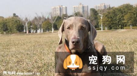 魏玛犬多少钱,好养吗?魏玛犬图片|价格|训练