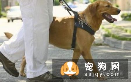 盘点常见的工作犬都有哪些品种？