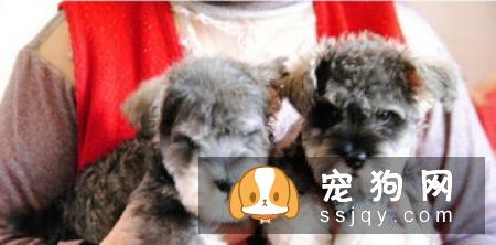 迷你雪纳瑞多少钱一只？迷你雪纳瑞好养吗_能长多大|粘人吗