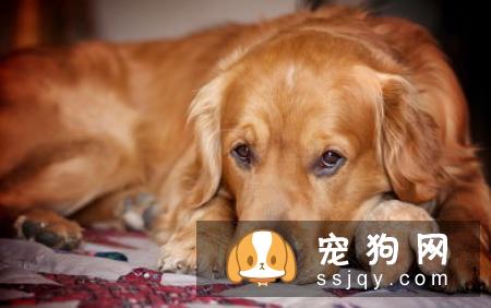 金毛犬的标准体型与体重