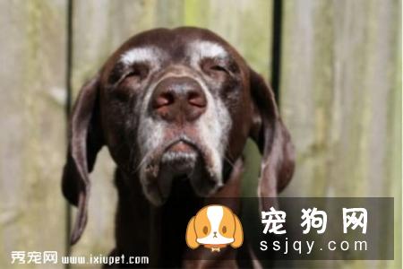 狗狗毛发过早变白，专家：因为它有心魔！