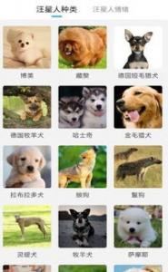 柴犬叫声是什么声音 了解下它们声音表达的意思