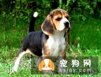阿富汗小猎犬好养吗?阿富汗小猎犬多少钱_智商高吗