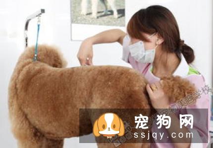 哪些非宠物美容技能会帮助提高宠物美容技能？