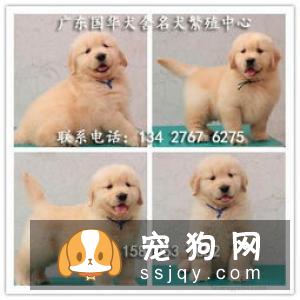 【边境牧羊犬】边境牧羊犬价格|训练|介绍
