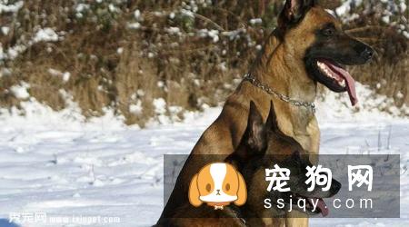 比利时玛利诺犬好养吗?比利时玛利诺犬图片|价格|训练