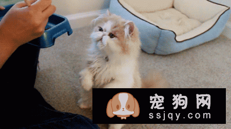 养猫和养狗的区别竟然这么大，看完都要哭了！
