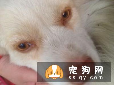 为什么有些狗狗的眼睛会变混浊？