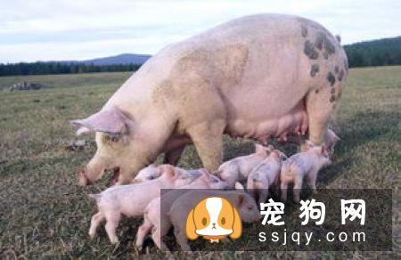 【拳师犬】拳师犬的习性特征及常见疾病