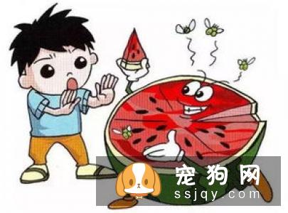 狗狗受凉拉肚子表现以及预防