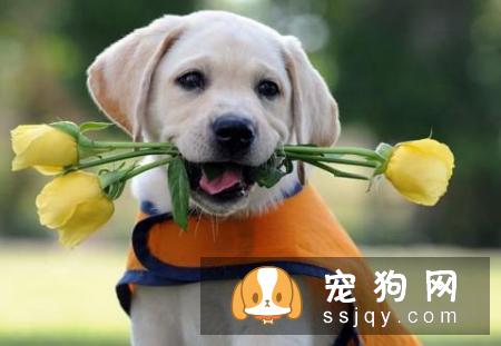 金毛可以吃草莓吗 金毛吃草莓的危害