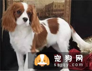 查理士王小猎犬多少钱，好养吗?查理士王小猎犬图片|外形特征