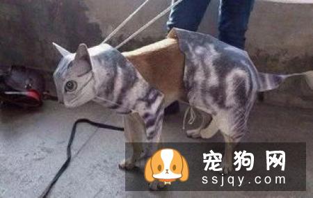 养猫和养狗的区别竟然这么大，看完都要哭了！