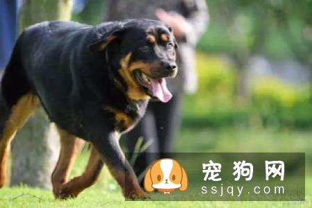 【狗狗断尾】罗威纳犬怎么断尾？