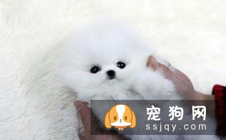 怎样区分爱斯基摩犬和萨摩耶_爱斯基摩犬好养吗?