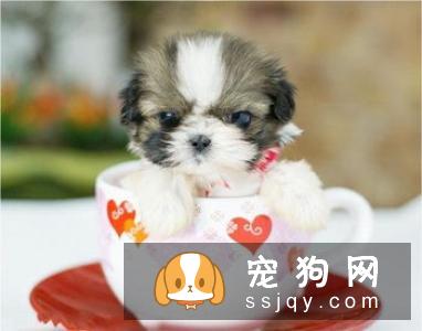 【圣伯纳犬】圣伯纳犬的外形特征和饲养方法