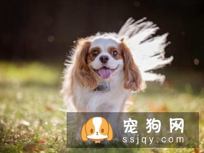 查理士王小猎犬多少钱，好养吗?查理士王小猎犬图片|外形特征
