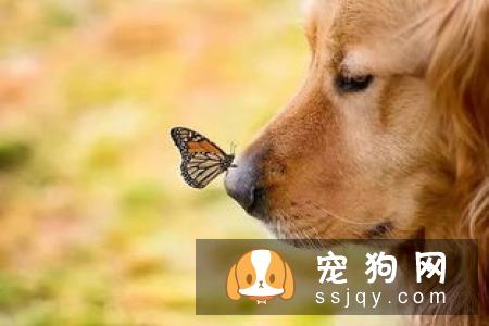 金毛幼犬可以吃火腿肠吗  金毛幼犬吃什么好