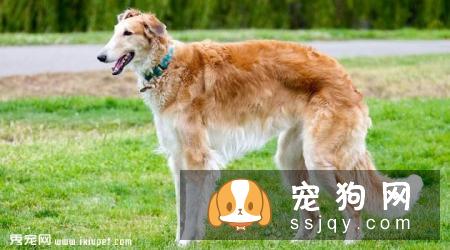 狼犬的外形特征介绍_狼犬种类及智商